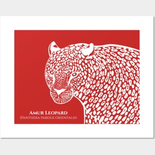 Amur Leopard with Common and Scientific Name - animal lovers design Posters and Art